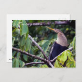 トルトゥゲロ国立公園のアンヒンガ – Costa Rica ポストカード (正面/裏面)