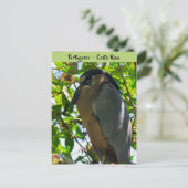 トルトゥゲロ島のヘロン島 – コスタリカ ポストカード (スタンド正面)