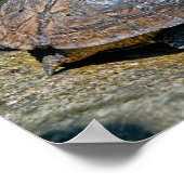 トルトゥゲロ川のカメ – コスタリカ ポスター (角)