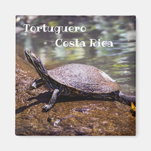 トルトゥゲーロ - 黄腹スライダー・カメ マグネット (正面)