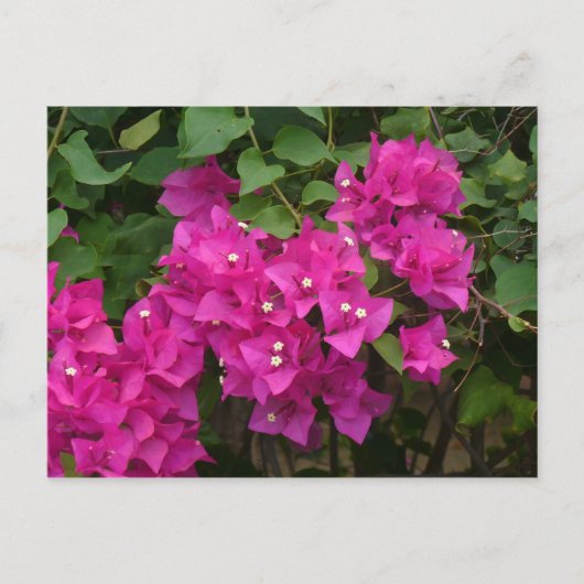 トルトラの花 ポストカード (正面)