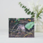 トルト食べゲロのオッターの魚 – コスタリカ ポストカード (スタンド正面)