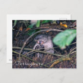 トルト食べゲロのオッターの魚 – コスタリカ ポストカード (正面/裏面)