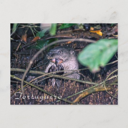 トルト食べゲロのオッターの魚 – コスタリカ ポストカード (正面)