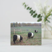 トレイルに沿って牛の群れを食べる ポストカード (スタンド正面)