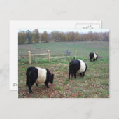 トレイルに沿って牛の群れを食べる ポストカード (正面/裏面)