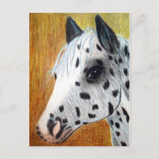 "トレイルライド"アパロサ馬 ポストカード (正面)