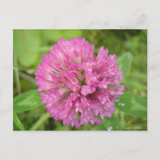 トレフルルージュ ポストカード