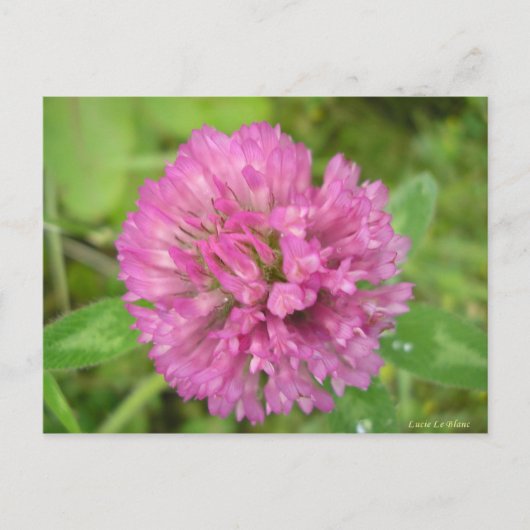 トレフルルージュ ポストカード (正面)