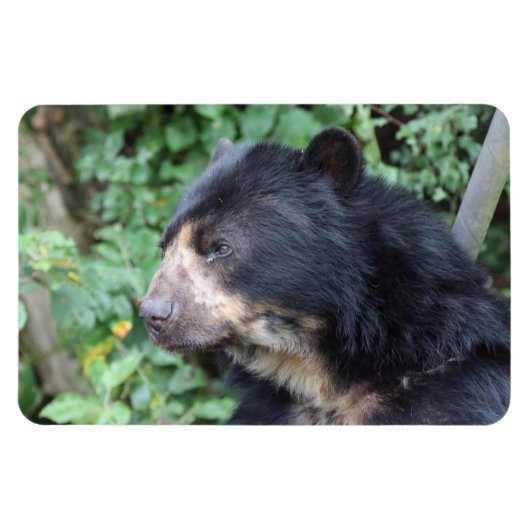 トレマルクトス マグネット (横)