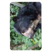 トレマルクトス マグネット (縦)