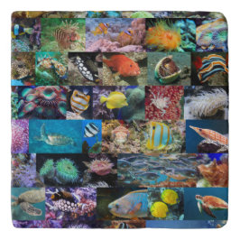 トレンディーサンゴ礁海洋生物:魚と動物 トリベット