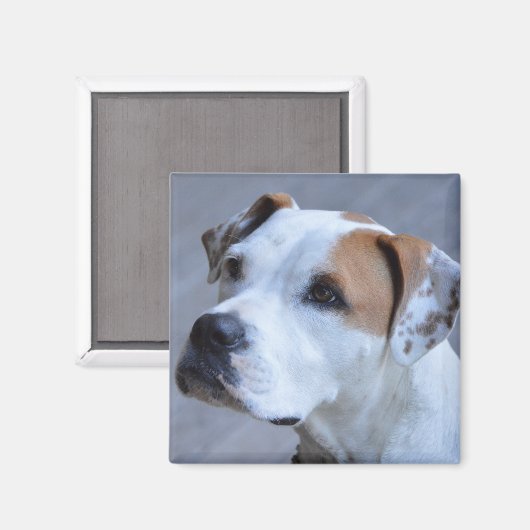 トレンディーパーソナライズされたペットフォト磁石 マグネット (正面/裏面)