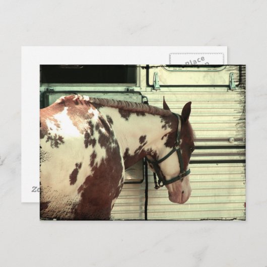 トレーラ絵を描ーでの馬 ポストカード (正面/裏面)