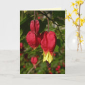 トレーリングアブリュロン カード (黄色い花)