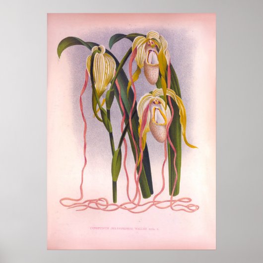 トレーリングランヴィンテージCypripedium Selenipedium ポスター (正面)