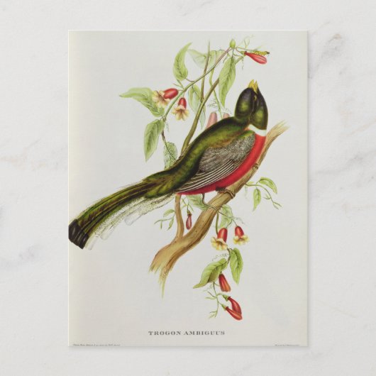 トログン曖昧さ ポストカード (正面)