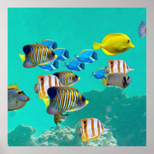トロピカラフルカルフィッシュクルージングA珊瑚礁 ポスター (正面)