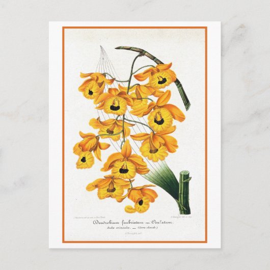 トロピカルイエローオーキッドイラストレーション ポストカード (正面)