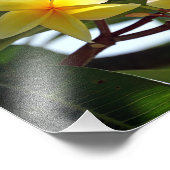 トロピカルイエローフラワープリント フォトプリント            (角)