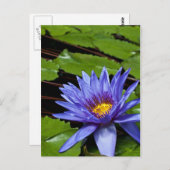 トロピカルウォーターリリーのポストカード ポストカード (正面/裏面)