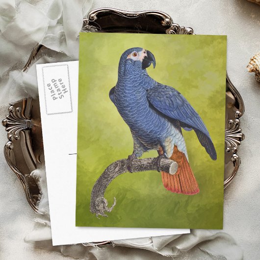 トロピカルオウムヴィンテージイラストレーション ポストカード