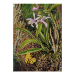 トロピカルオーキッドの植物画 フォトプリント