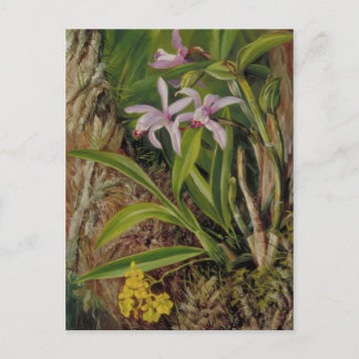 トロピカルオーキッドの植物画 ポストカード