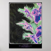 "トロピカルオーキ絵を描ッド"の ポスター (正面)