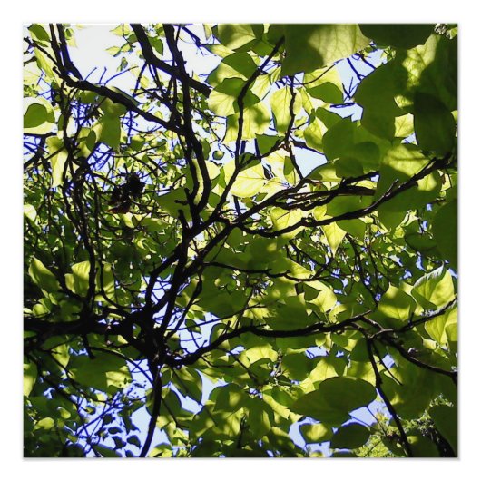 トロピカルカタルパの木の野生自然 フォトプリント (正面)