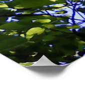 トロピカルカタルパの木の野生自然 ポスター (角)