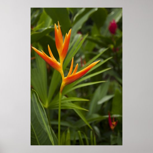 トロピカルカラー ポスター (正面)