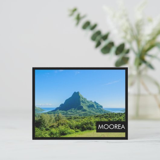 トロピカルグリーンムーア黒枠はがき ポストカード (スタンド正面)