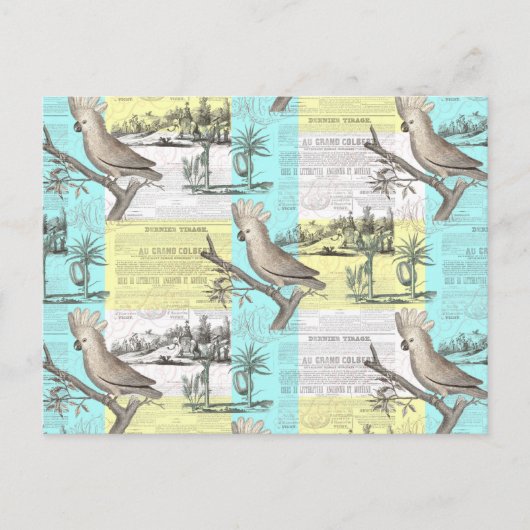 トロピカルコカトゥードリーム ポストカード (正面)