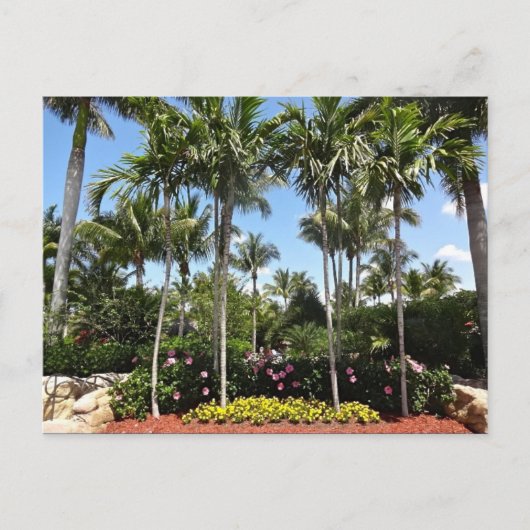 トロピカルココナッツプランテーションボニタ春フロリダ ポストカード (正面)