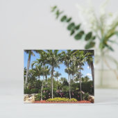 トロピカルココナッツプランテーションボニタ春フロリダ ポストカード (スタンド正面)