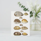 トロピカルコーリーシェルズバイヨハングスタフホッホ ポストカード (スタンド正面)