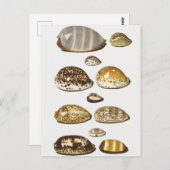 トロピカルコーリーシェルズバイヨハングスタフホッホ ポストカード (正面/裏面)