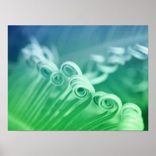 トロピカルサゴパームツリー自然アート写真 ポスター (正面)