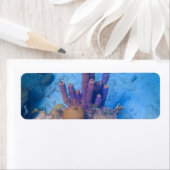 トロピカルサンゴ礁 ラベル (インサイチュ)