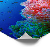 トロピカルシーライフピンクア白熱［赤熱］光を放つネモネサンゴ ポスター (角)