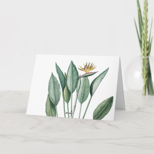 トロピカルジャングルバナナツリーストレリツィアサンキュー カード (裏面)