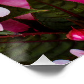 トロピカルニューギニアインパティエンプリント ポスター (コーナー)