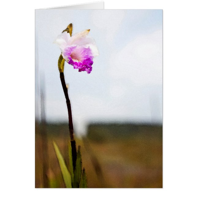 トロピカルハワイ火山ワイルドラン (正面)