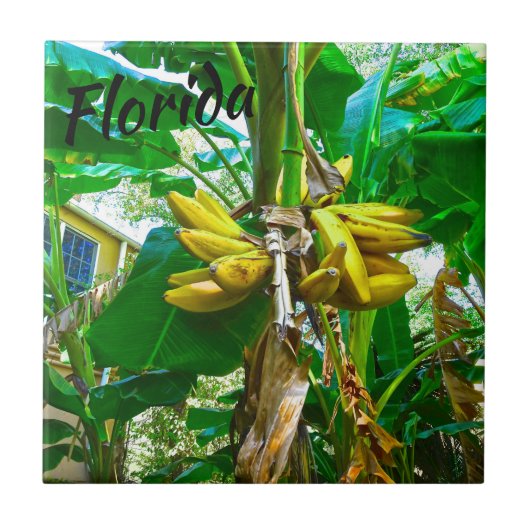 トロピカルバナナパームツリーセントオーガスティンフロリダ タイル (正面)