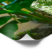 トロピカルバナナパームツリーセントオーガスティンフロリダ ポスター (コーナー)