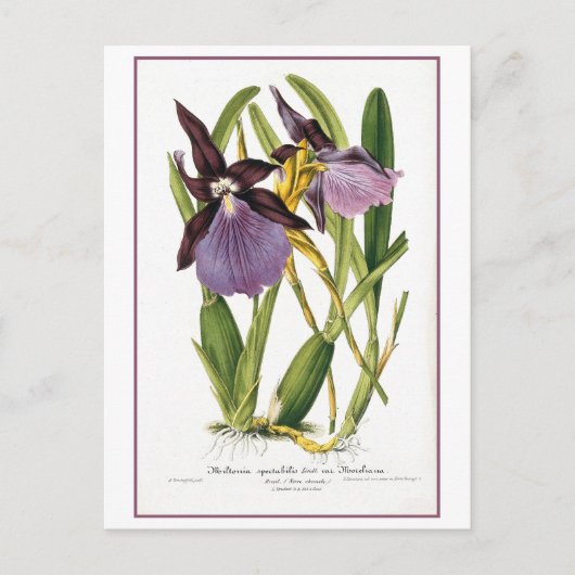 トロピカルパープルオーキッドイラストレーション ポストカード (正面)