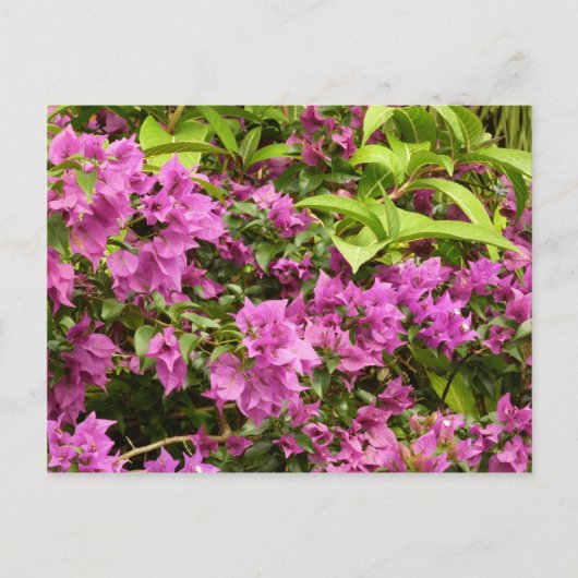 トロピカルパープルブーゲンビリアフローラ ポストカード (正面)