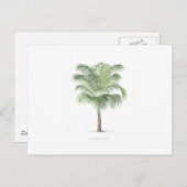 トロピカルパームのコレクション – 画像1 ポストカード (正面/裏面)