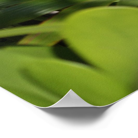 トロピカルファン ポスター (角)